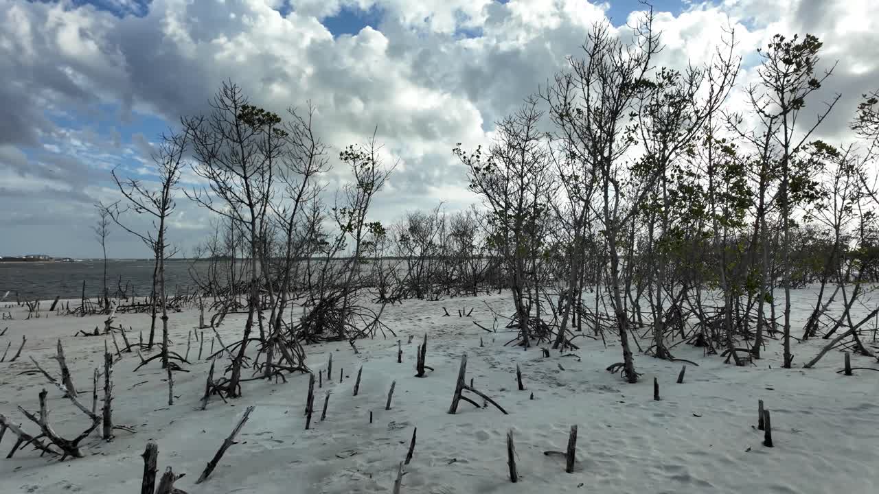 벌거벗은 나무가 있는 황폐한 해변을 고