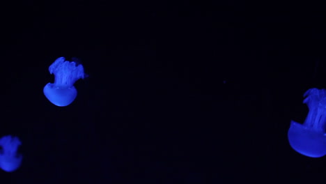 glowing jellyfish in aquarium