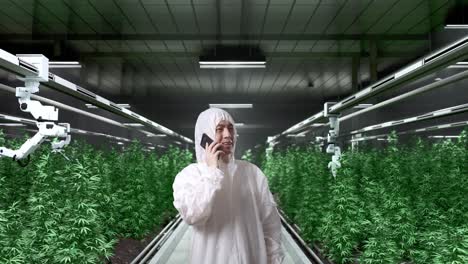 asian marijuana researcher talking on smartphone and smiling while standing in the marijuana greenhouse with smart robotic farmers