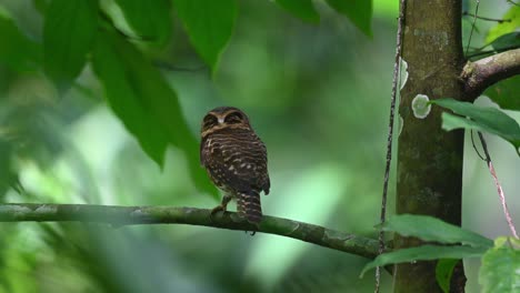 collared pygmy owl, taenioptynx brodiei, thailand