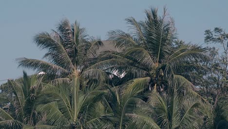 palmeras con hojas ondeadas por el viento contra el cielo en cámara lenta