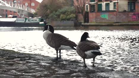 Pigeons-next-to-canal-waters-edge-1