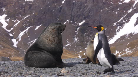 Pingüino-Solitario-Caminando-Frente-A-Una-Familia-De-Focas