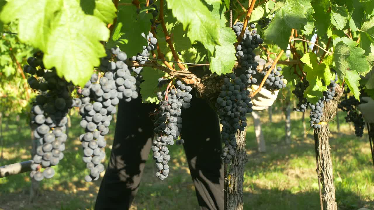 las uvas azules cuelgan de la vid y el trabajador las recoge