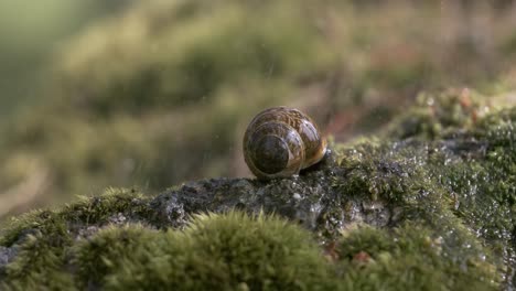 Close-up wildlife of a snail in heavy rain in the forest. Shot on super slow motion camera 1000 fps.