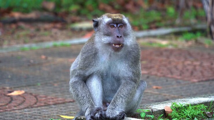 Dominant adult male crab-eating macaque, also known as long-tailed macaque sitting on the roadside, camera capturing its ugly yawning facial expression