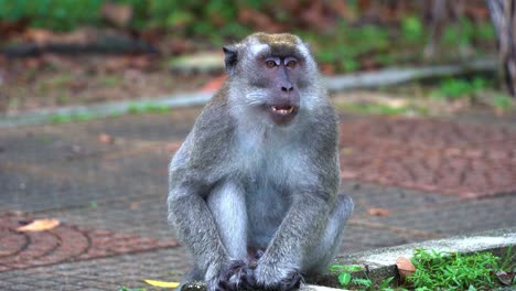 dominant adult male crab-eating macaque, also known as long-tailed macaque sitting on the roadside, camera capturing its ugly yawning facial expression