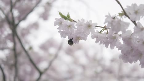 Hummel-Bestäubt-Kirschblüten-An-Sonnigen-Frühlingstagen