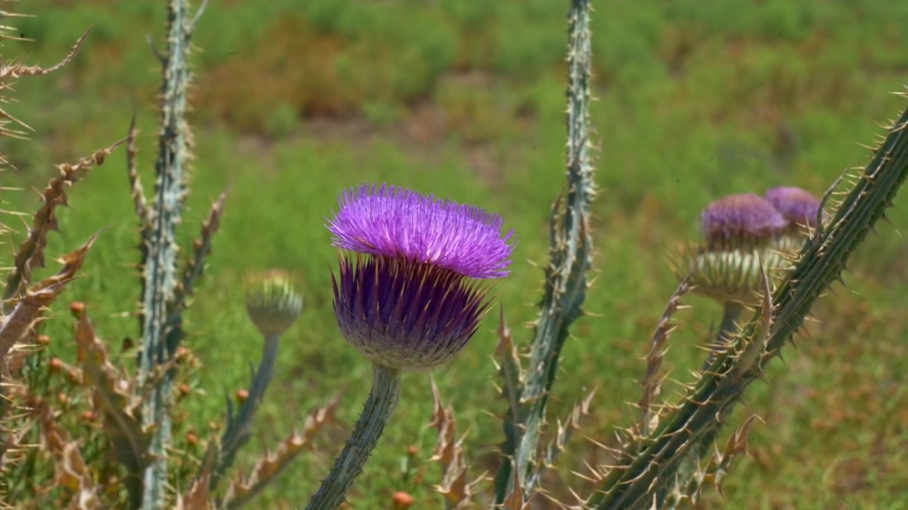 Lilla vilde blomster, der vokser på en grøn naturmark om dagen.