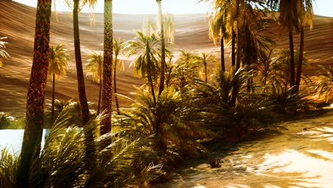 palm-trees-inside-the-dunes