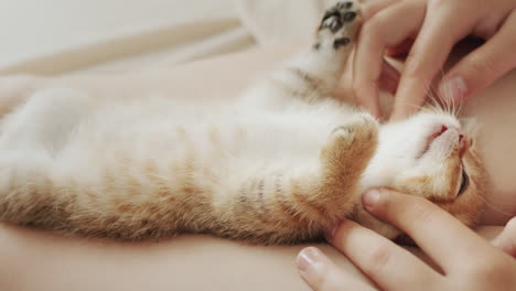 the owner makes a massage to his pet - a ginger kitten