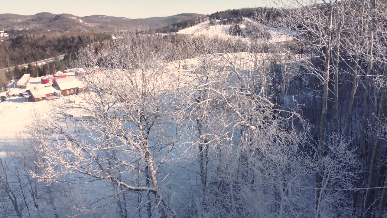 Snow-covered winter trees on a ski slope