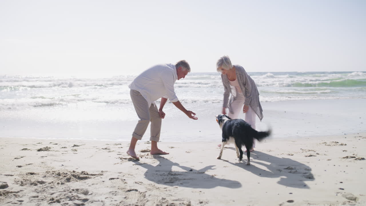 애완동물 은 우리 에게 놀아야 한다는 것 을 상기 시킨다