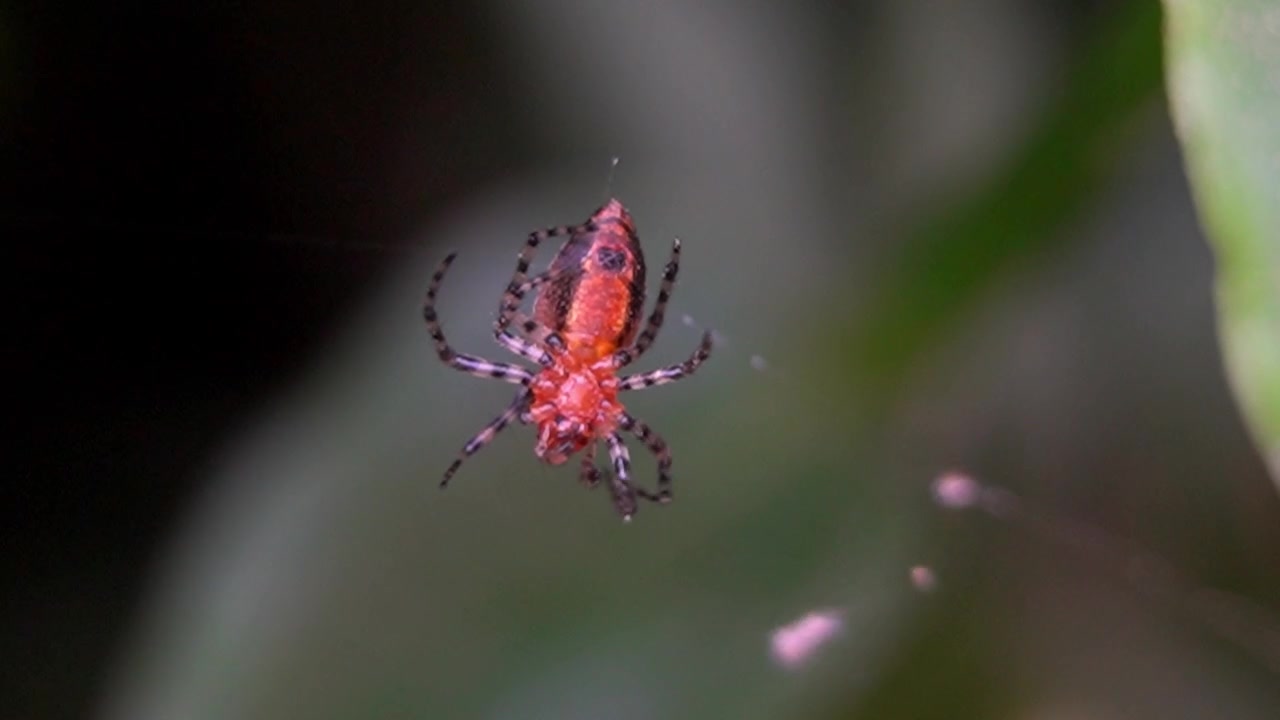 Closeup of an Alpaida versicolor orb-weaver spider at the center of her web