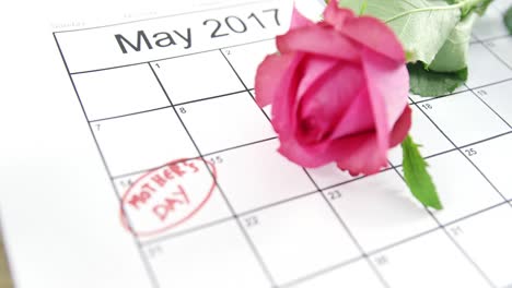 pink rose on calendar