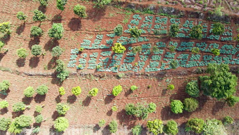 top down aerial of crops and trees growing on a farm in rural africa