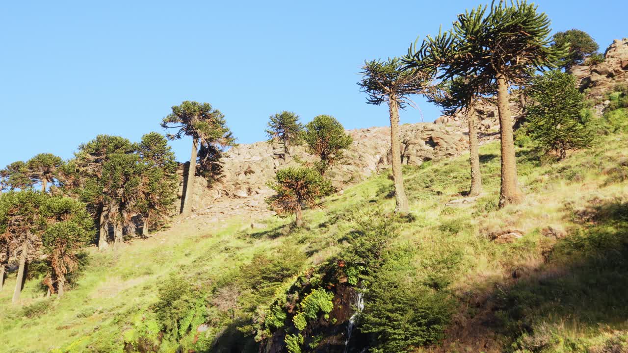 Endemic Monkey Puzzle Trees with waterfall under a blue sky in Neuquén Province. Static shot