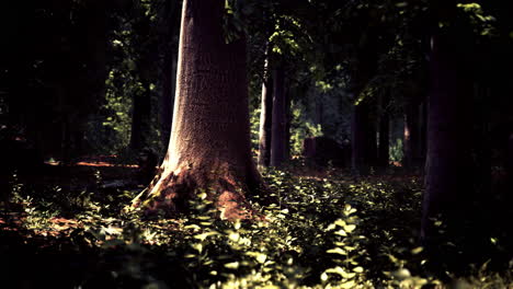 Dicker-Dunkler-Wald-Mit-Moos-Und-Durchscheinenden-Sonnenstrahlen