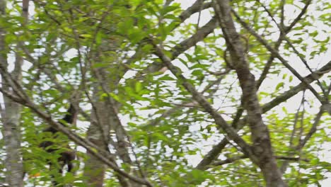 seen swinging from one branch to another, exciting, white-handed gibbon hylobates lar , thailand