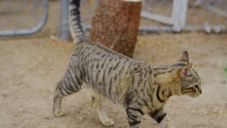 Cute-cat-walking-around-outside-of-chicken-coup-looking-at-its-surroundings