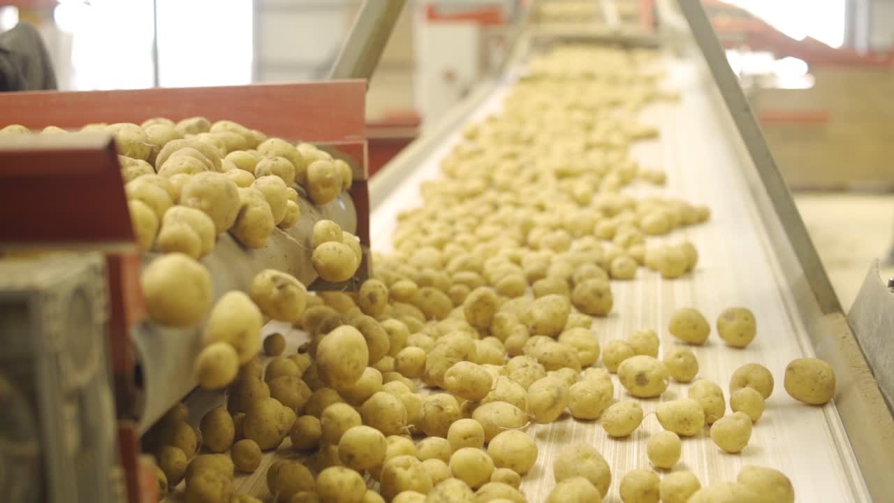 Potato storage, packaging and processing plant in slow motion.