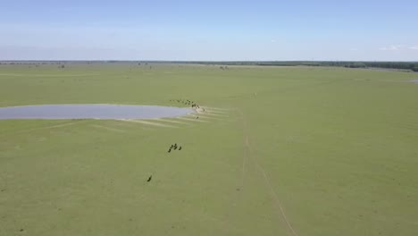 Aerial-view-of-Heck-cattle-in-National-Park-Oostvaarders-plassen,-Flevoland,-the-Netherlands