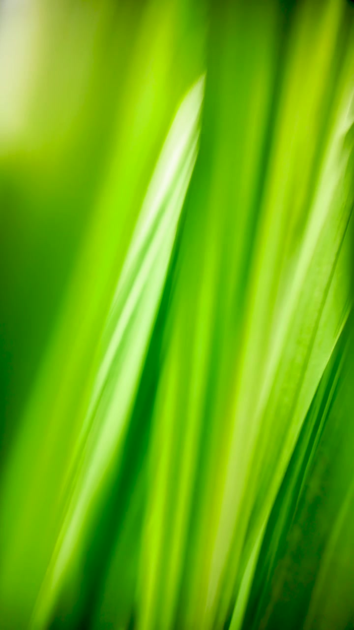 Close up shot of fresh green grass with a soft focus background on a beautiful spring morning. vertical video