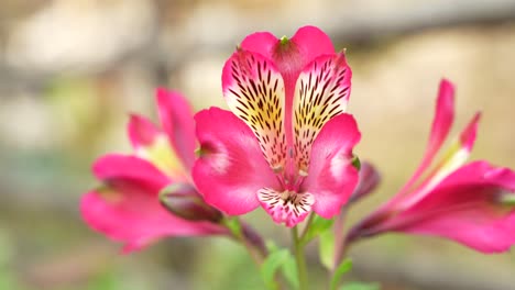 Orchids-bloomed-in-the-hilly-areas