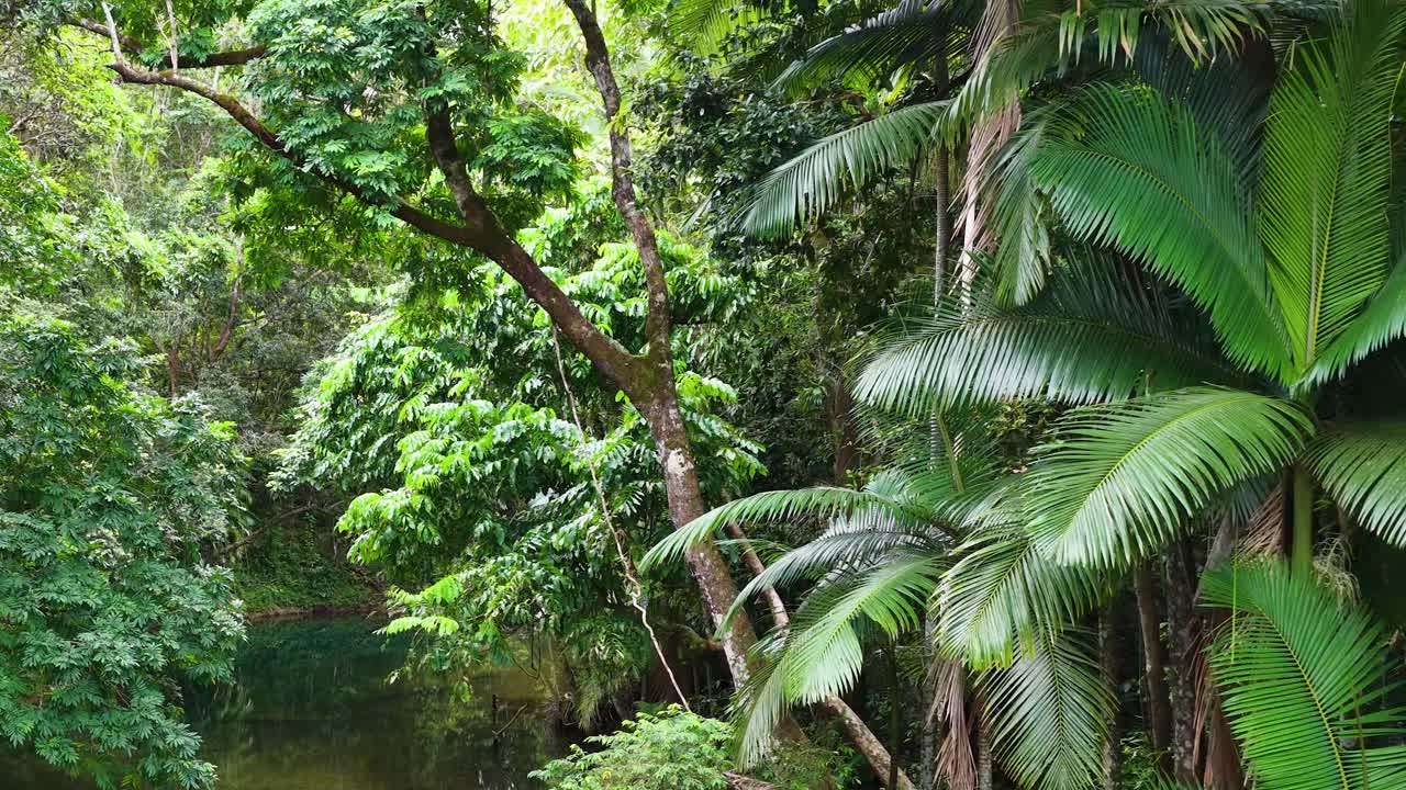 Aerial view of dense rainforest canopy with vibrant green foliage and serene waterway, captured in natural daylight