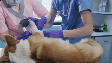 veterinarian team bandages the paw of a sick corgi dog