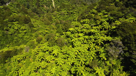 New-Zealand-fern-tree-valley-in-Mount-Cook-National-park
