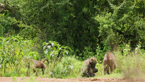 three baboons sitting in grassland