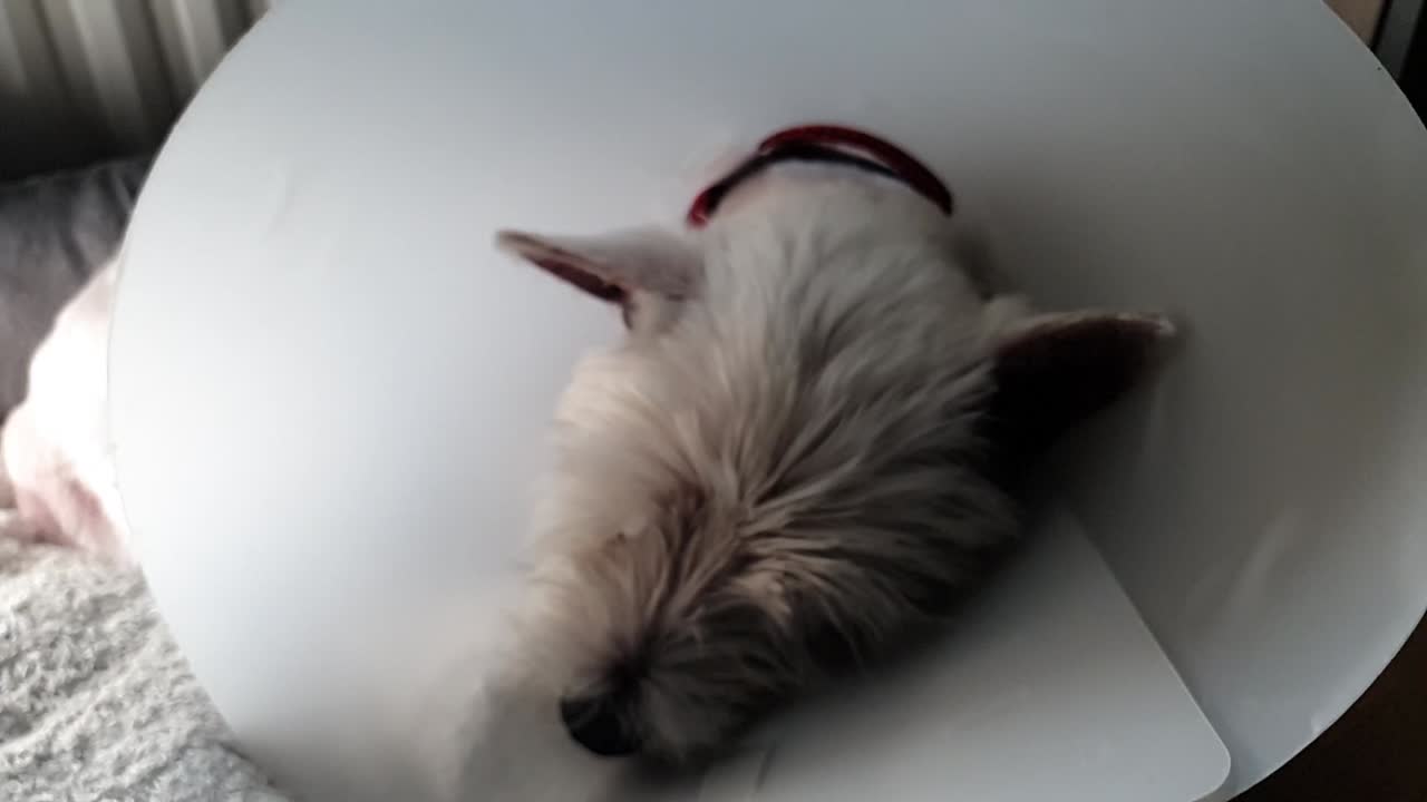 Cagnolino sdraiato nel cesto con collare elisabettiano intorno al collo