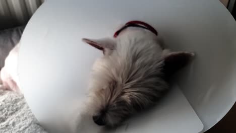 small dog laying in the basket with dog cone around its neck