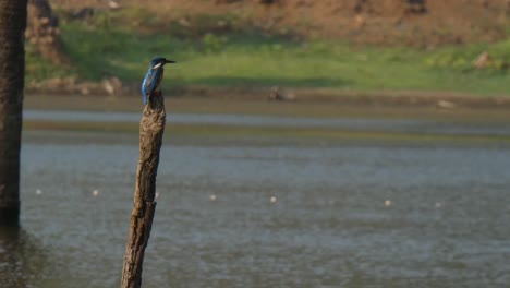 kingfisher in hunting fish  ..