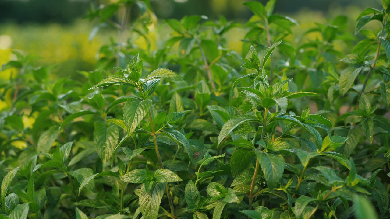 농부는 요리 재료와 청량 음료를 위해 민트 잎을 뽑습니다.