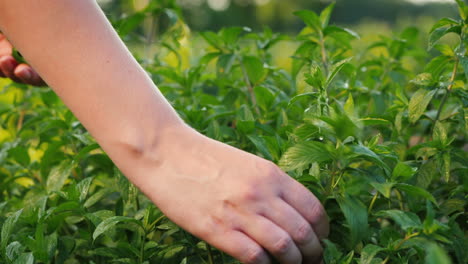 farmer plucks mint leaves for cooking ingredients and soft drinks