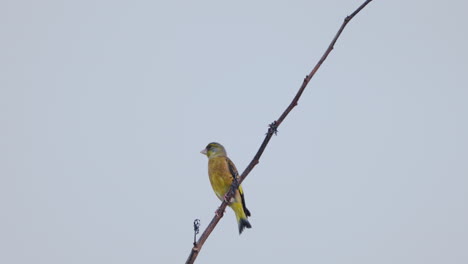 oriental greenfinch chloris sinica perched on leafless branch against grey sky