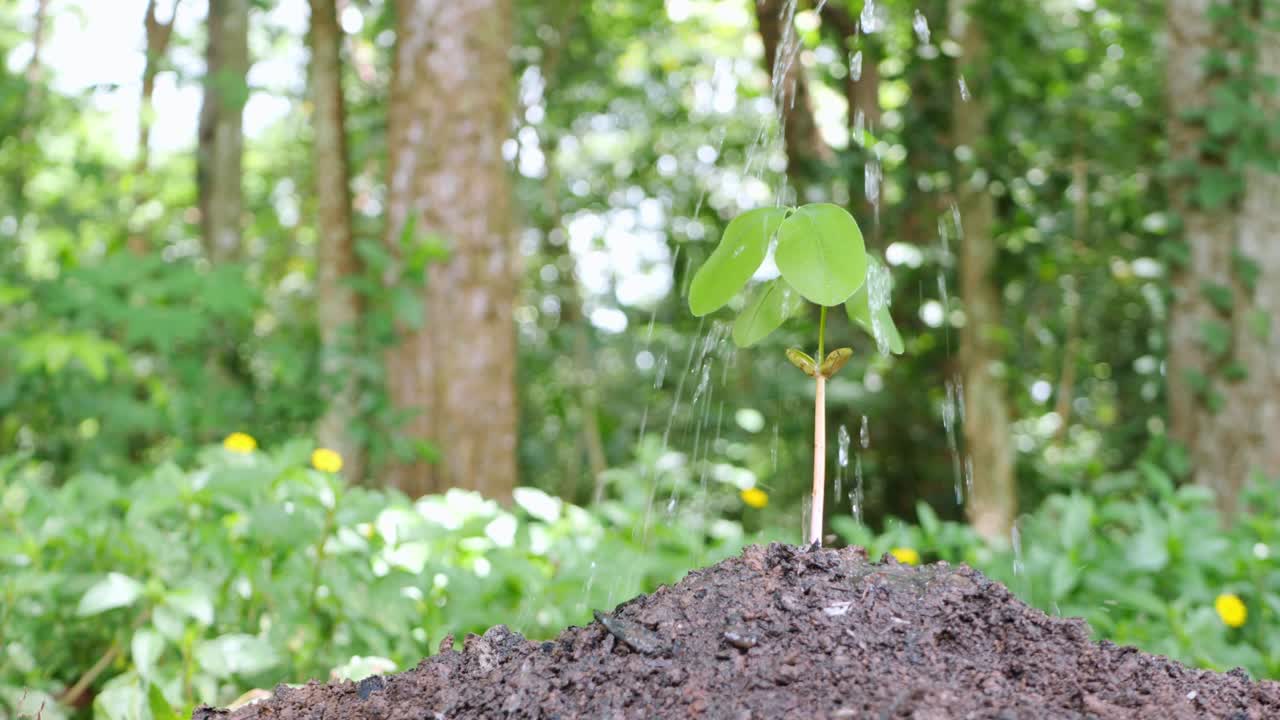 small tree growing It has been planted and watered well.