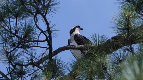 osprey looks strongly into the distance perched in between the pine needles