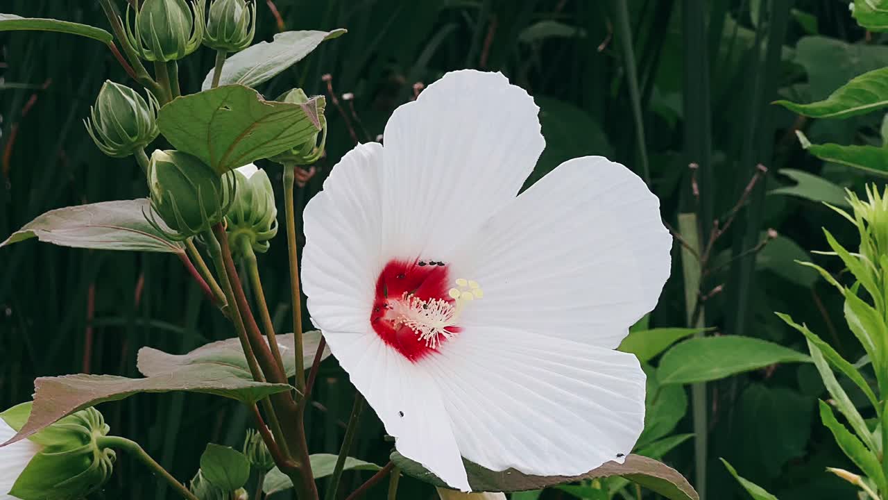 Fiore di ibisco bianco in giardino