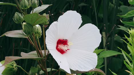 white hibiscus flower in garden