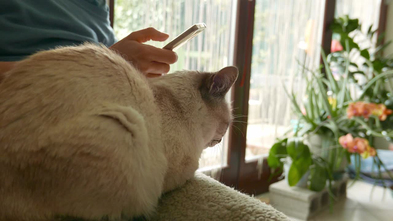 다리에 누워있는 가정용 고양이와 함께 스마트 폰을 사용하는 여성