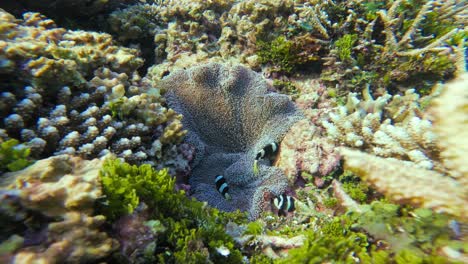 a family of black and white clark's anemonefish swims among the sea anemone