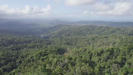 árboles densos en el bosque verde de montaña en verano - port douglas, shire of douglas, queensland, australia