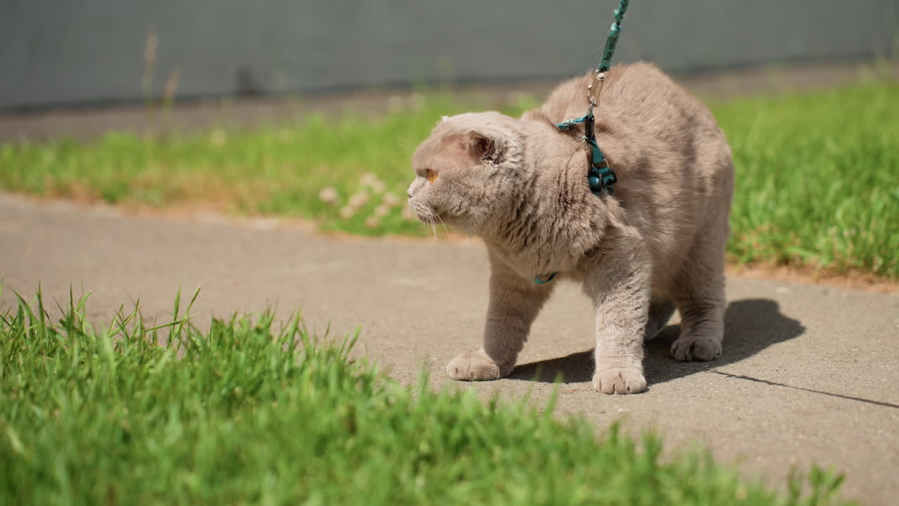 Cautious Cat Walks Outside, Nervous Cat In Harness Exploring Bright Outdoor Surroundings, Reserved Feline Carefully Navigating Bright Grassy Fields And Rocky Pavement With Gentle Pulls