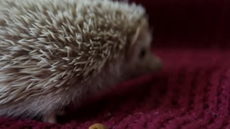 beautiful white hedgehog on a red background. pet