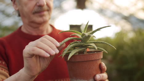 senior man examining potted plant in greenhouse