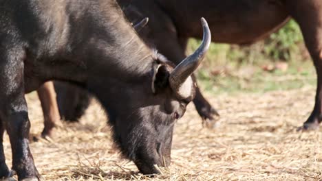 buffalo grazes on hay which it was provided with as a substitution feed due to a lack of natural occurring vegetation in a game reserve