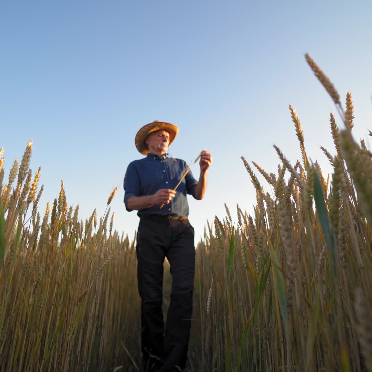 Portrait of a farmer with spikelet outdoors. Man in shirt and trousers walking in the field of ripe wheat under clear sky. View from below.